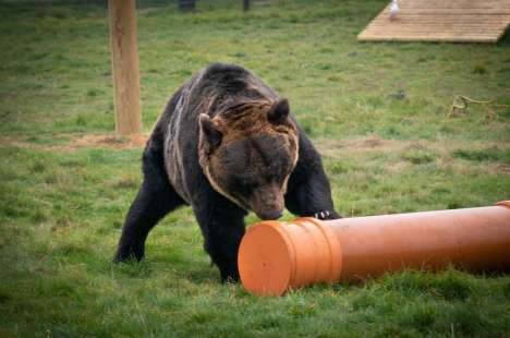 Brown Bear at Yorkshire Wildlife Park inspecting Polypipe Drainage Toys